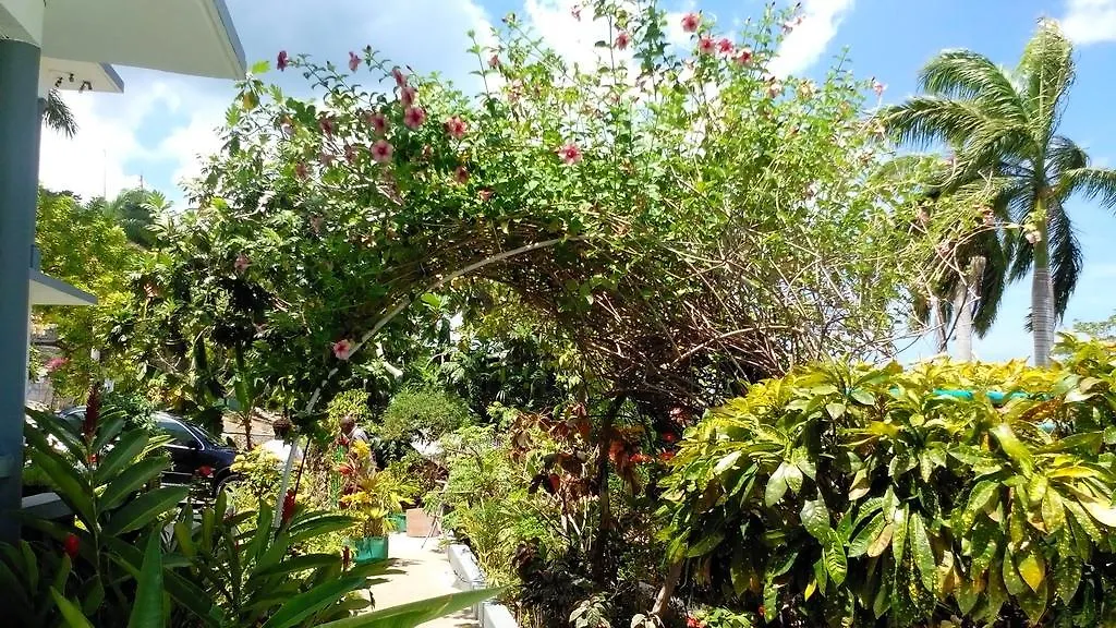 ** Hotel Palm View Guest House Montego Bay Jamaica